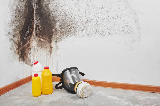 Best Bathroom Mold Remediation in Springfield, MN
