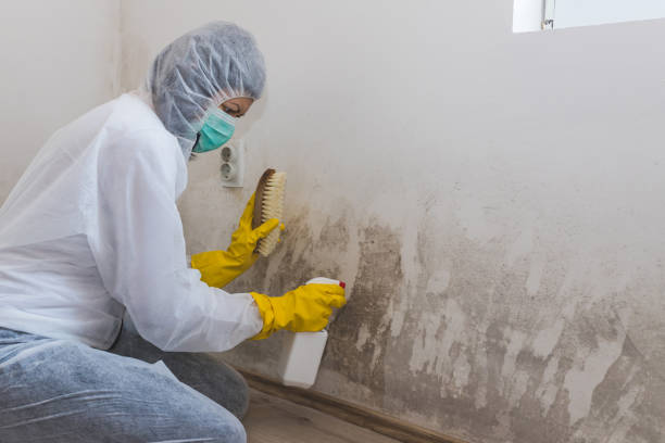 Best Attic Mold Remediation in Springfield, MN