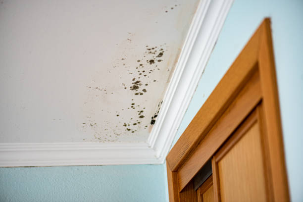 Best Residential Mold Remediation in Springfield, MN