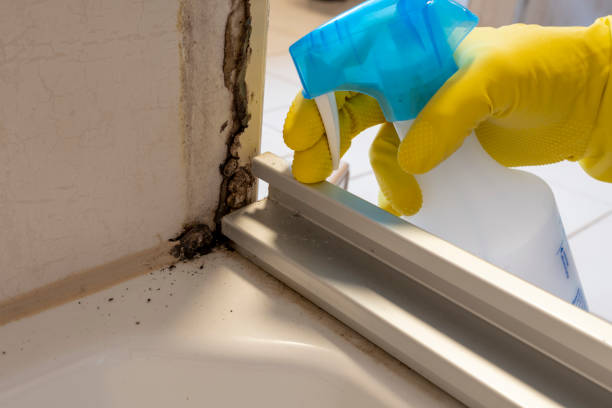 Best Crawl Space Mold Remediation in Springfield, MN