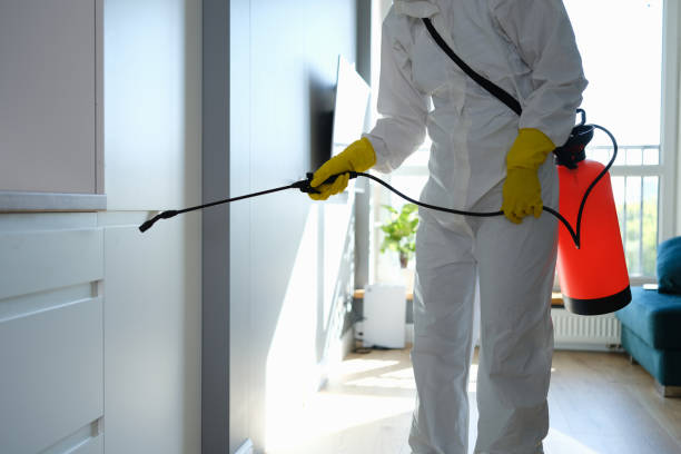 Best Commercial Mold Remediation in Springfield, MN