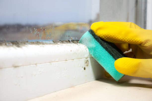 Best Industrial Mold Remediation in Springfield, MN