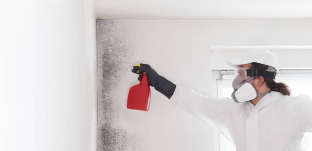 Best Mold Testing and Inspection Services in Springfield, MN