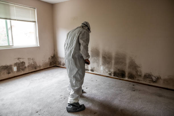 Best Black Mold Remediation in Springfield, MN