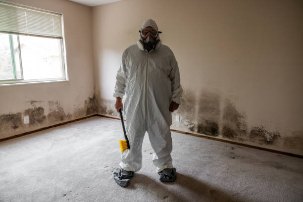 Best Health and Safety Mold Remediation in Springfield, MN