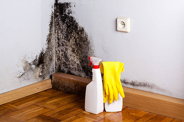 Best Black Mold Remediation in Springfield, MN