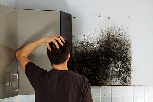 Best Health and Safety Mold Remediation in Springfield, MN