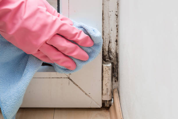 Best Localized Mold Remediation (e.g., coastal areas, humid climates) in Springfield, MN
