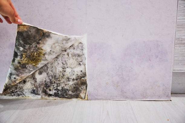Trusted Springfield, MN Mold Remediation Experts